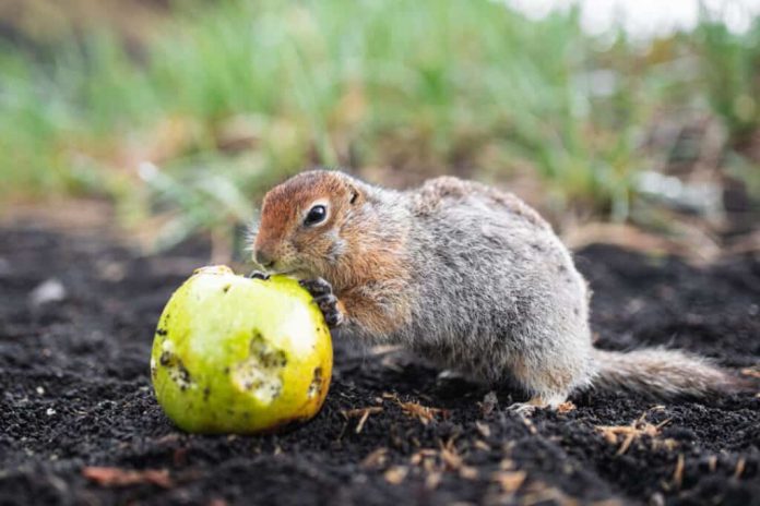 Gophers Eat