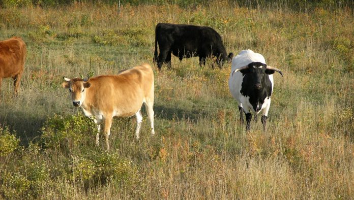 Overgrazing