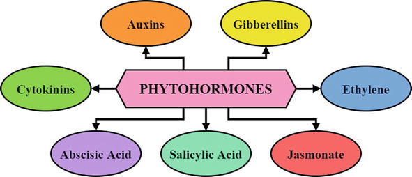 phytohormones
