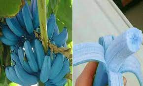 Blue Bananas