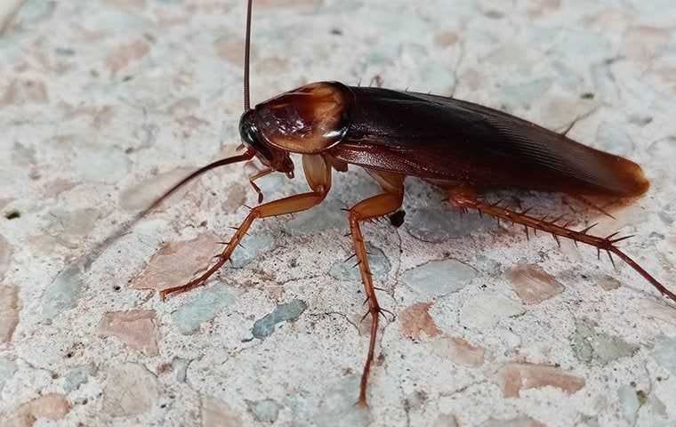 flying cockroach