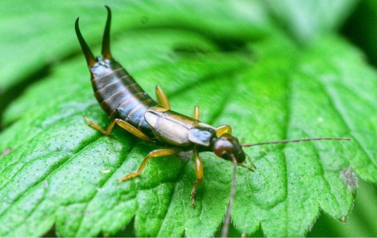 earwig bite