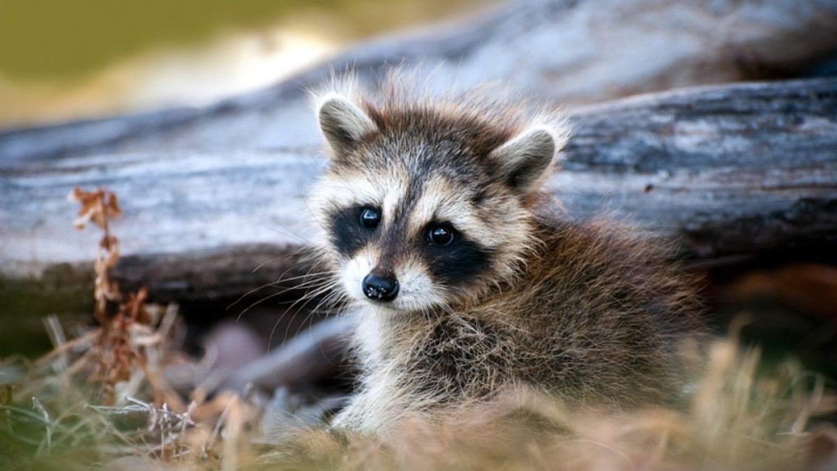 baby raccoon