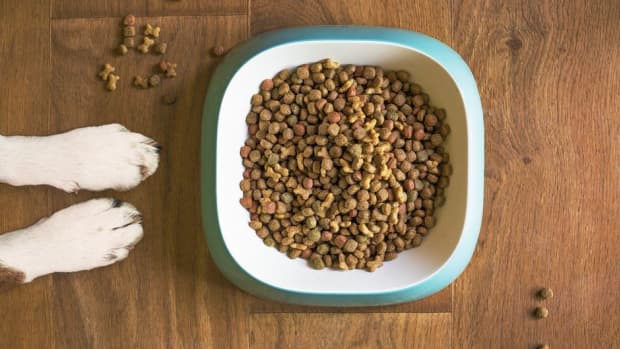best dog food for rottweilers