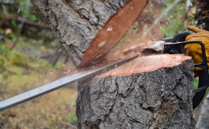 Tree Maintenance