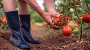 Planting Tomatoes 2