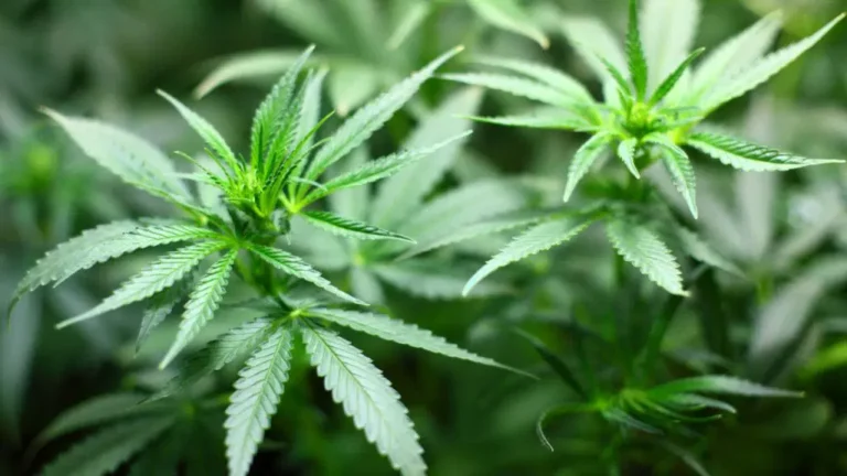 Tree of Life Dispensary: Cultivating Wellness Through Cannabis