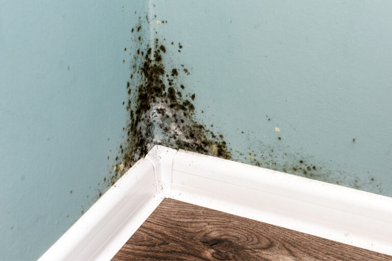 How to Avoid Mold On Walls Here Are 10 Effective Tips to Prevent Wall Mold